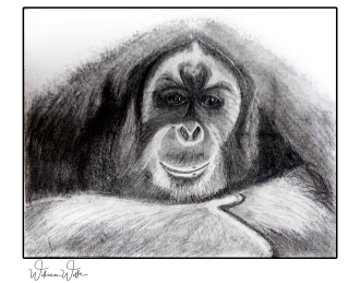 monkey print